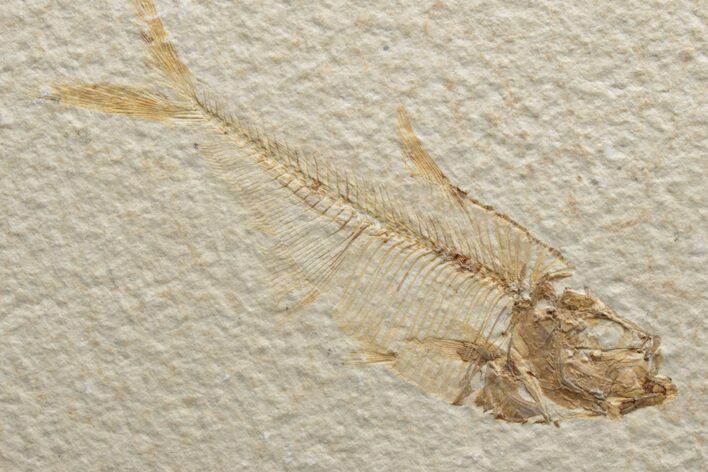 Fossil Fish (Diplomystus) - Green River Formation #224680